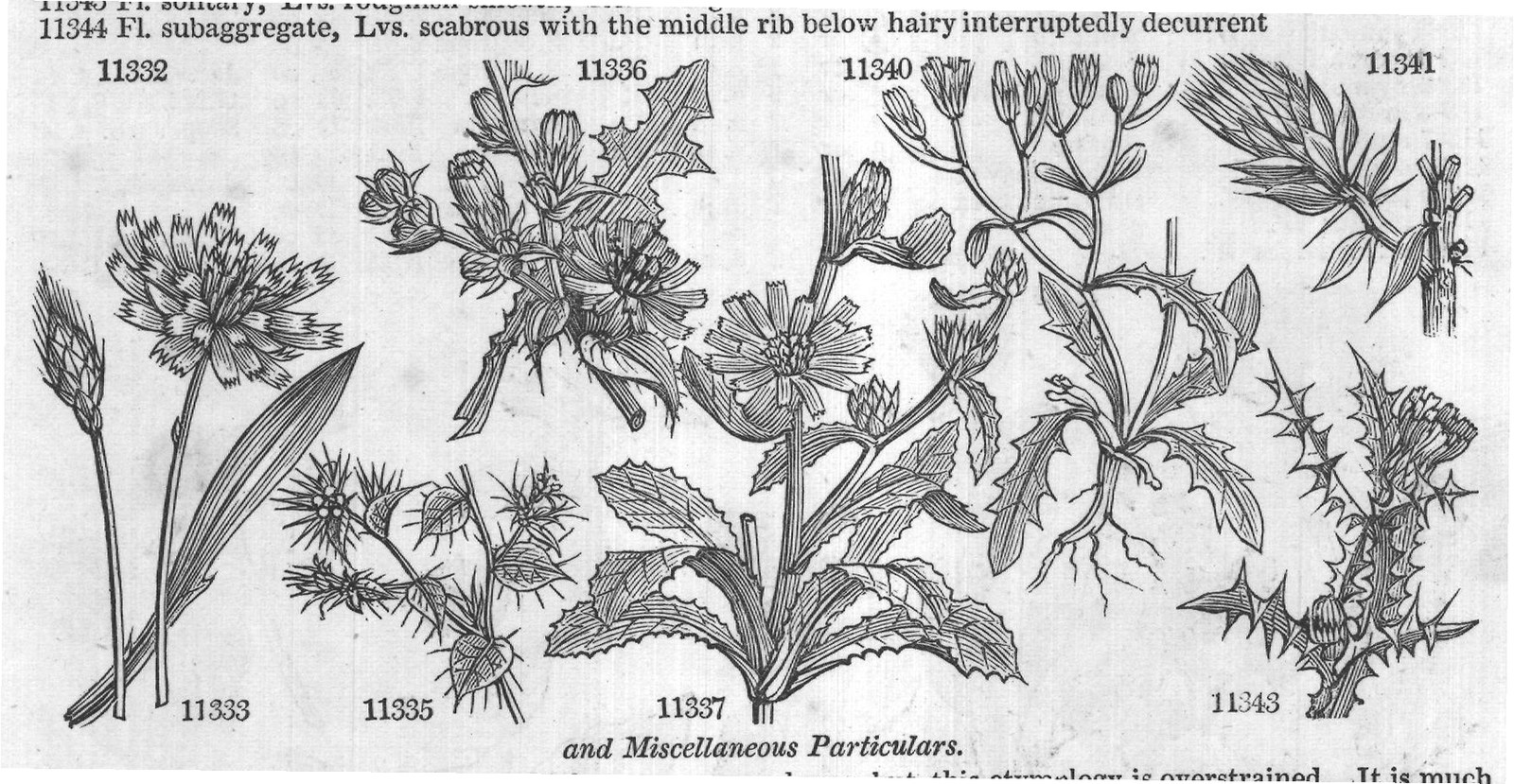 Eng (Bot Jac obs t End via W) — from Encyclopedia of Plants (1910)