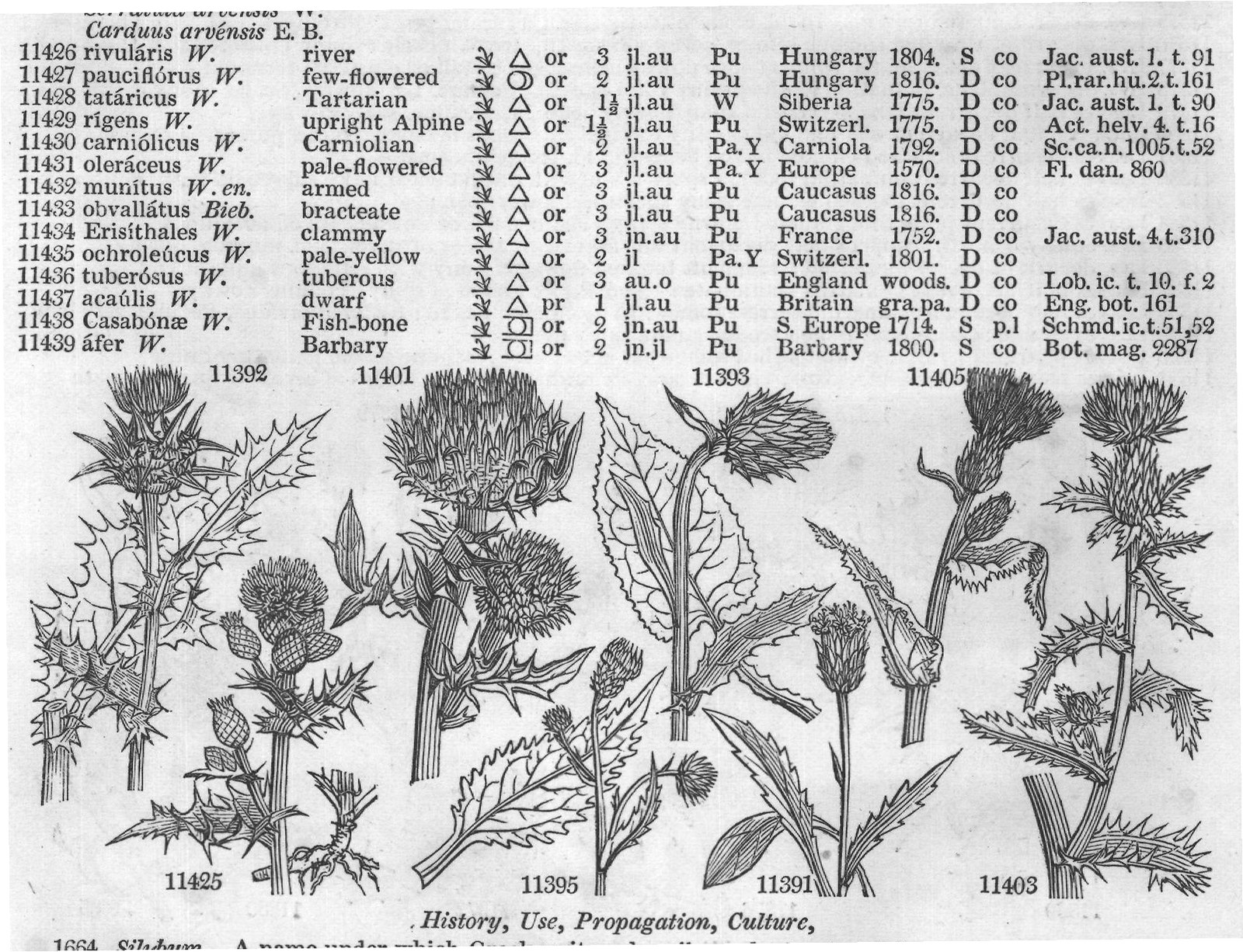 History, Use, Propagation, Culture,