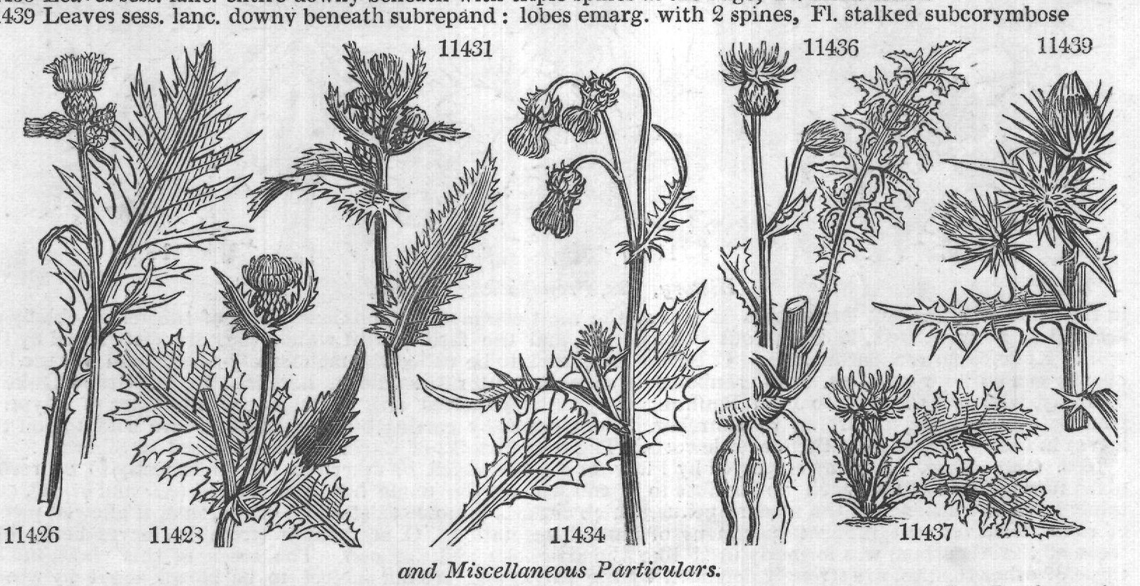 Eng (Bot Schmd ic t Bot mag History) — from Encyclopedia of Plants (1910)