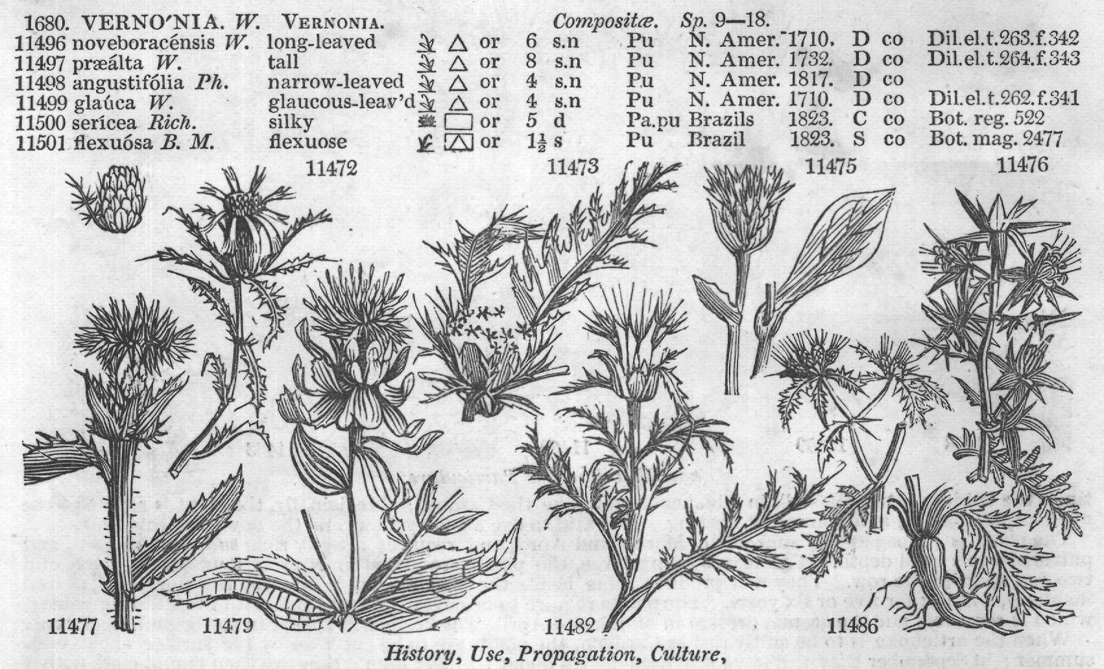 Compositæ — from Encyclopedia of Plants (1910)