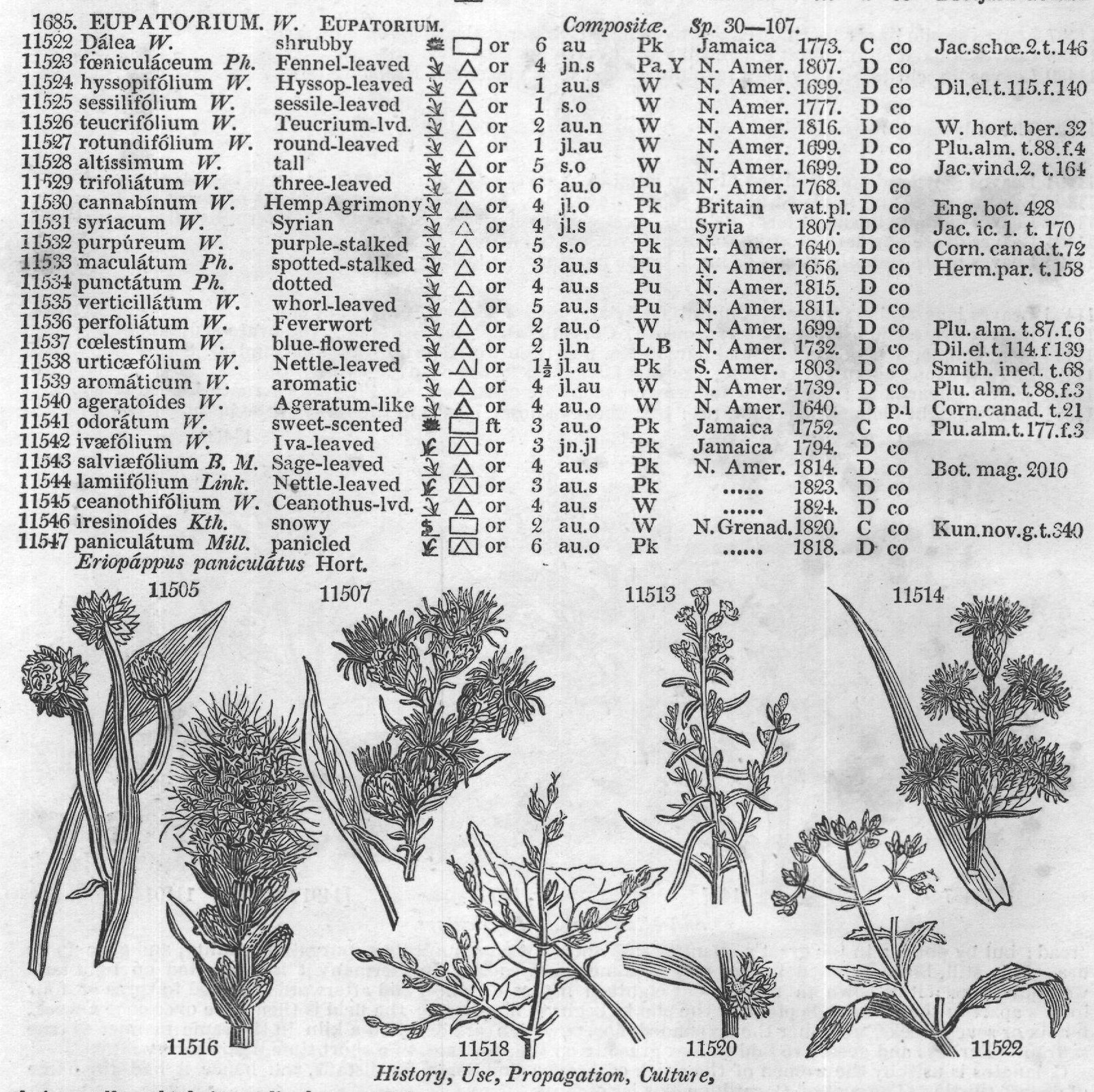 Compositæ — from Encyclopedia of Plants (1910)