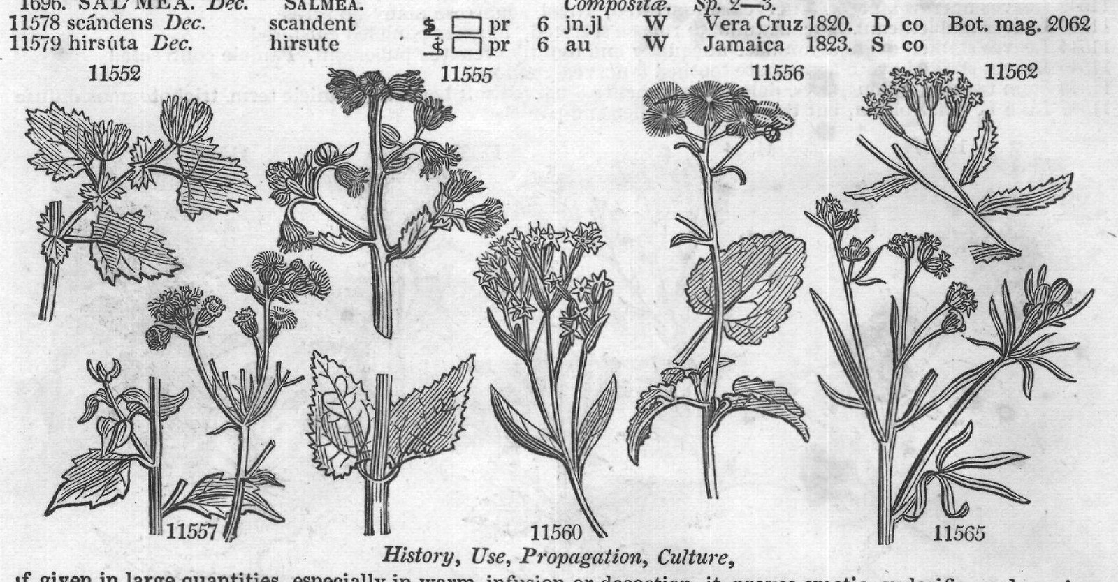 History, Use, Propagation, Culture,