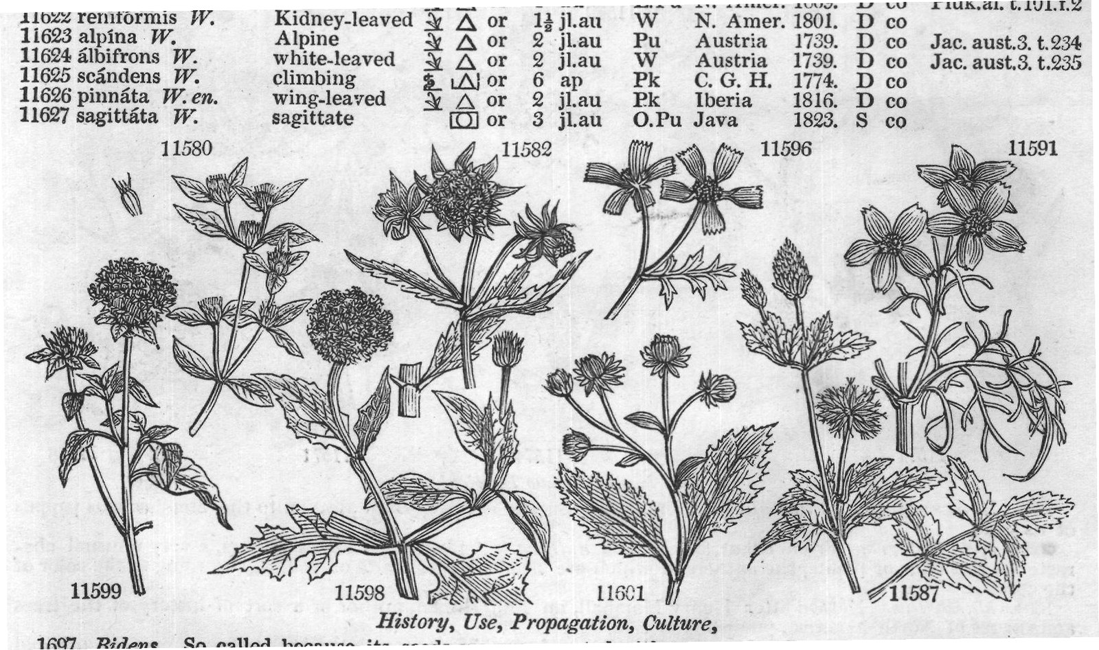 History, Use, Propagation, Culture,