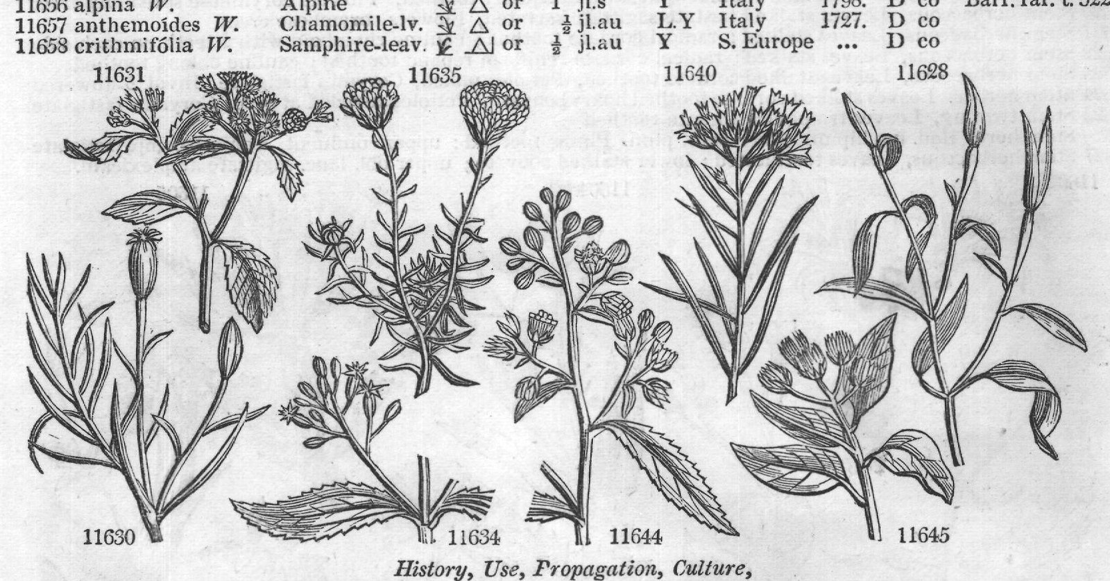 Eng (Bot Orteg dec t Mor s f Ru am) — from Encyclopedia of Plants (1910)
