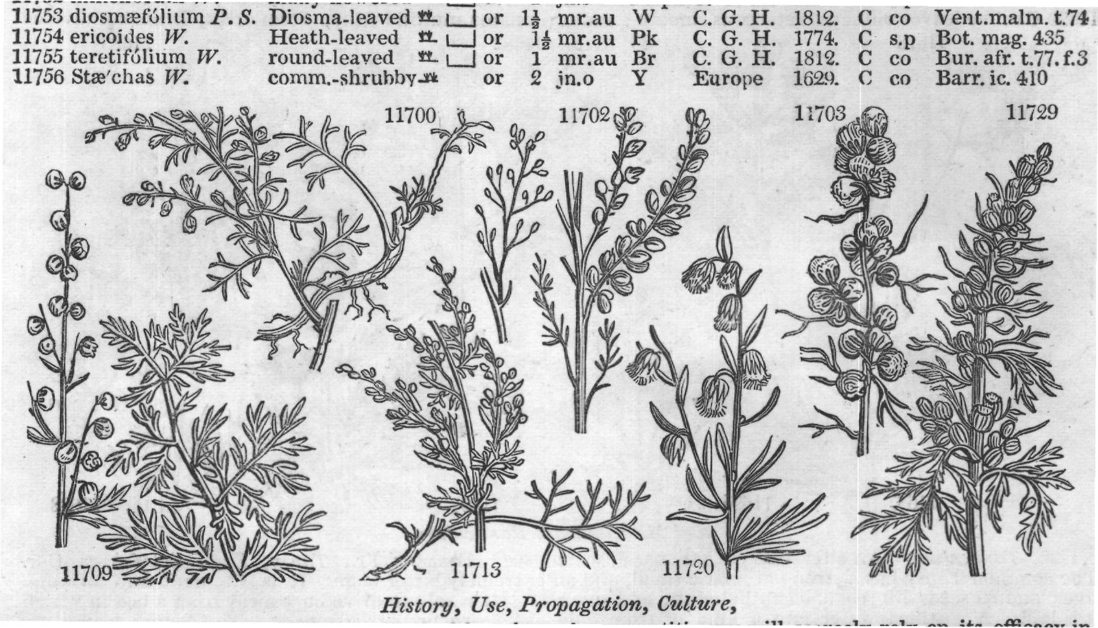 History, Use, Propagation, Culture,