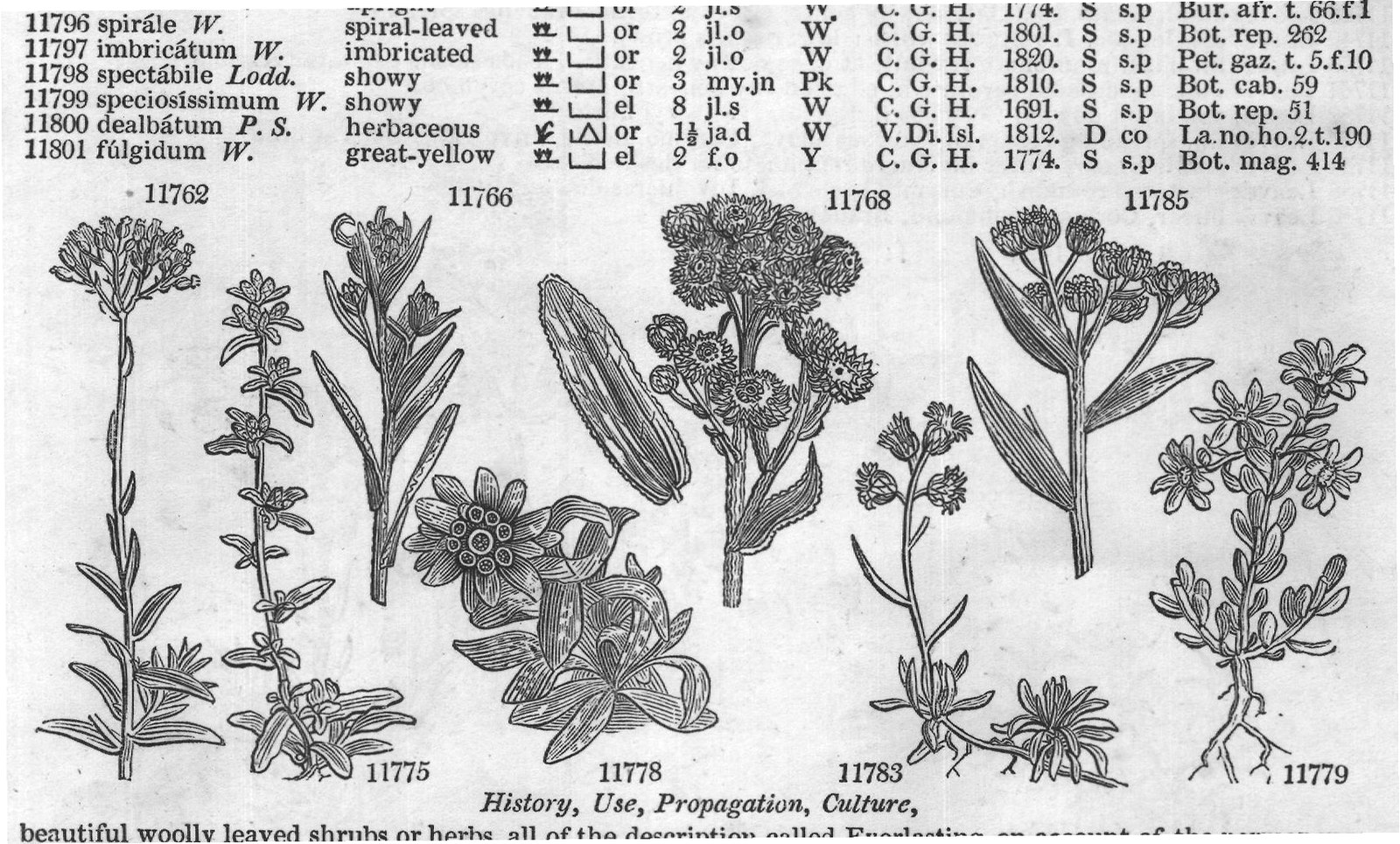 Flor — from Encyclopedia of Plants (1910)