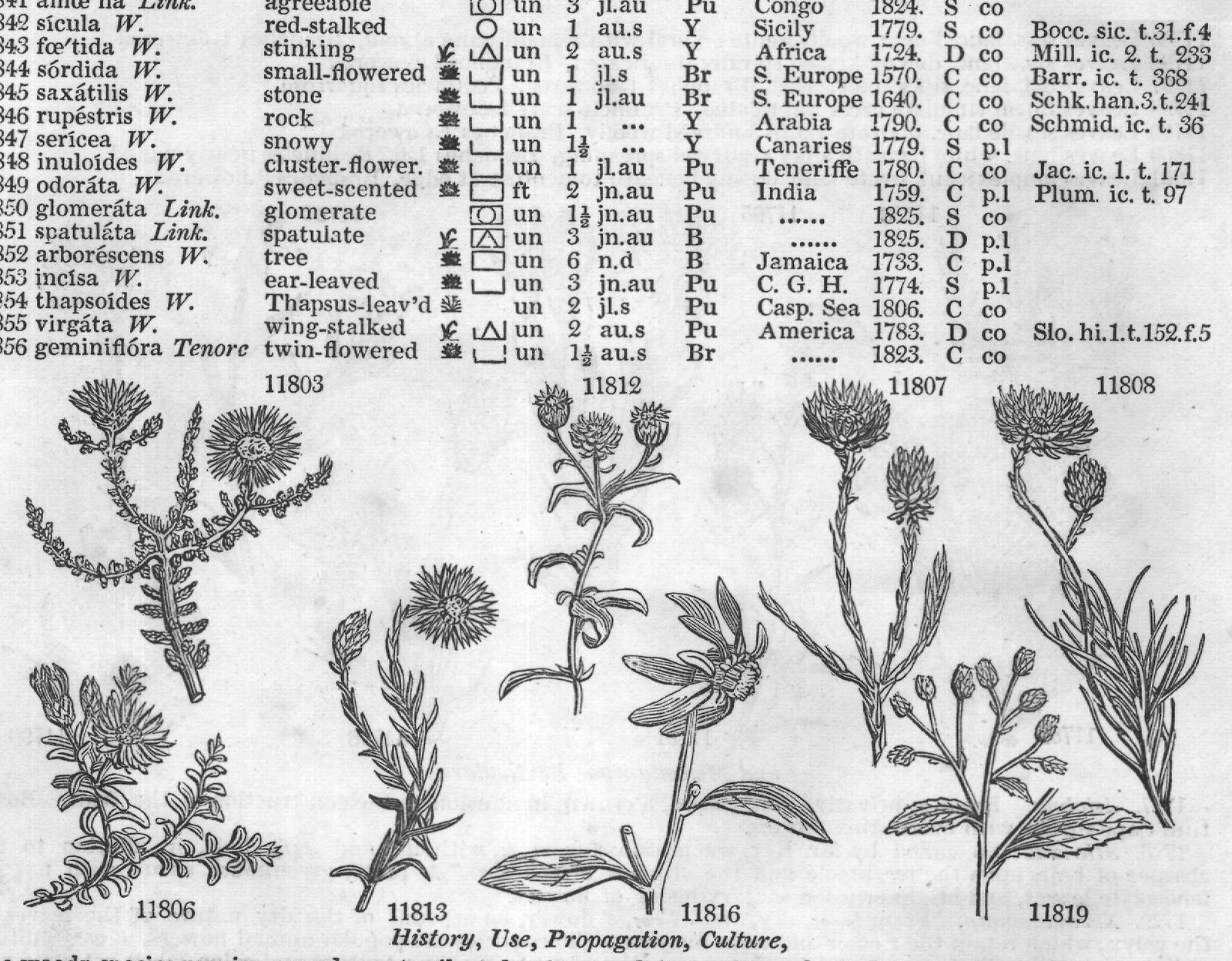 Flor — from Encyclopedia of Plants (1910)