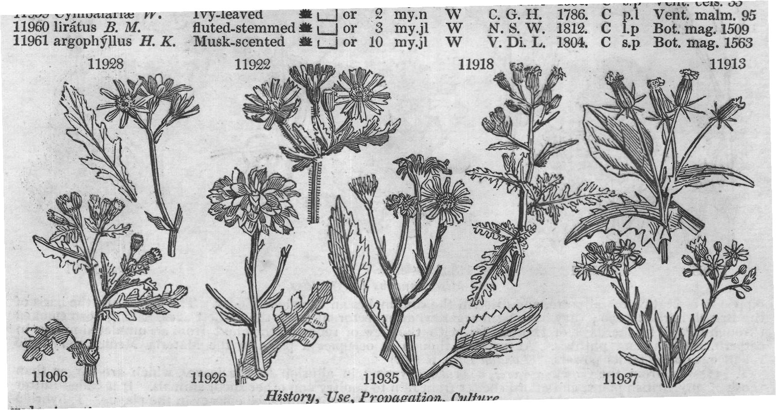 Hort — from Encyclopedia of Plants (1910)
