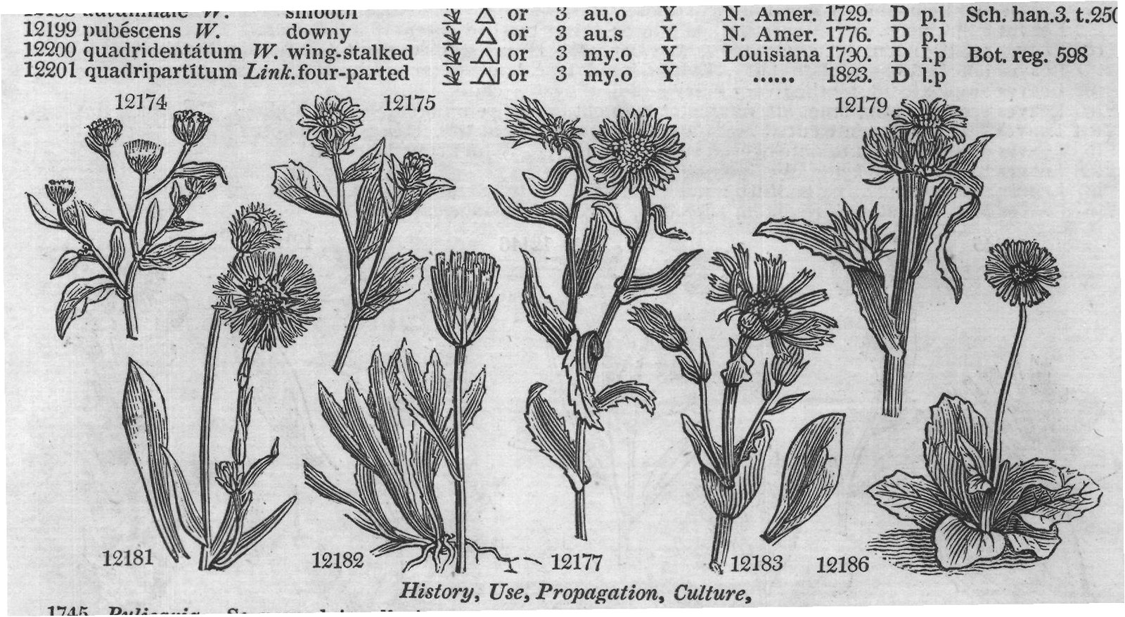Mart — from Encyclopedia of Plants (1910)