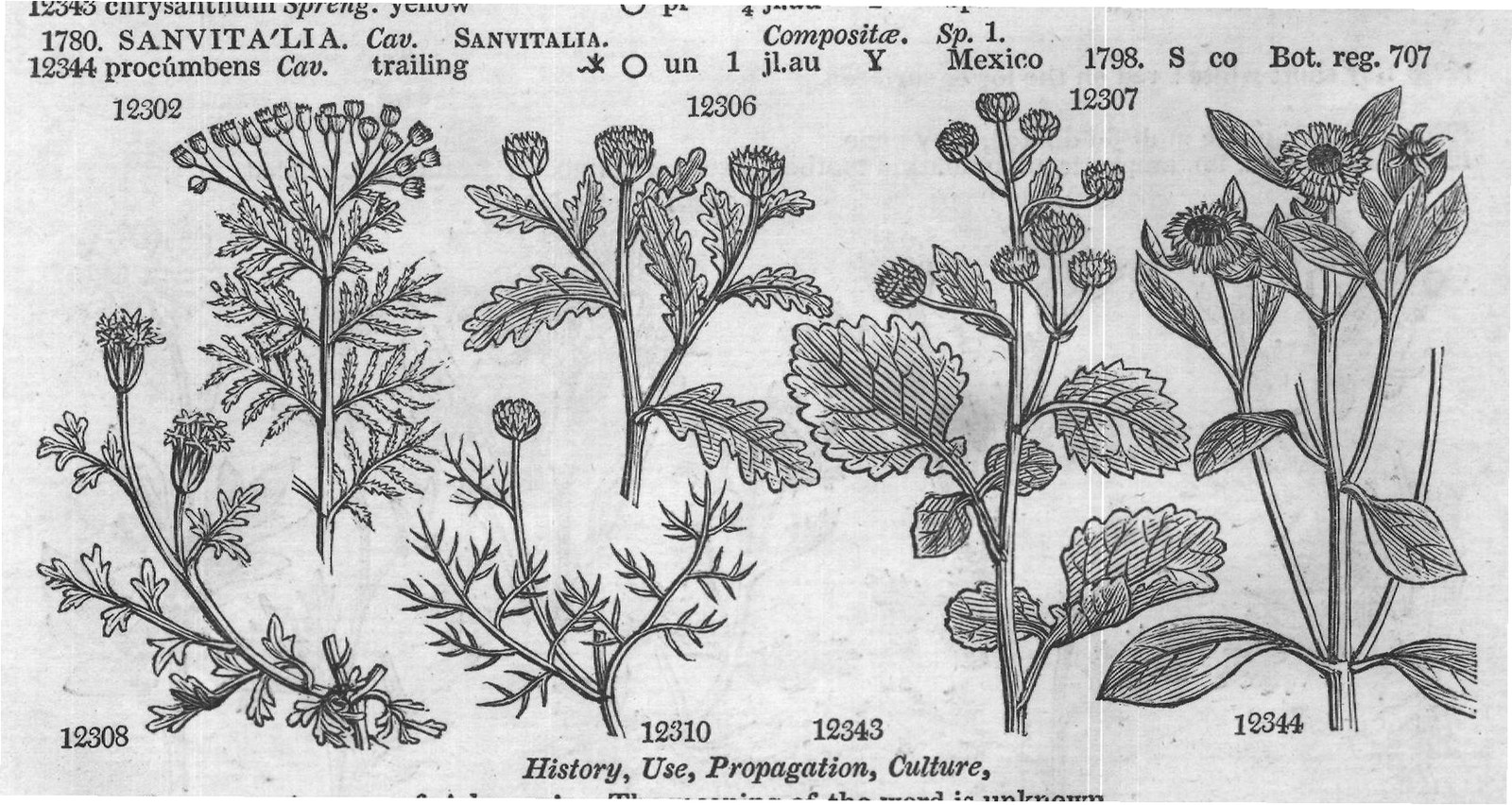 Montpel — from Encyclopedia of Plants (1910)