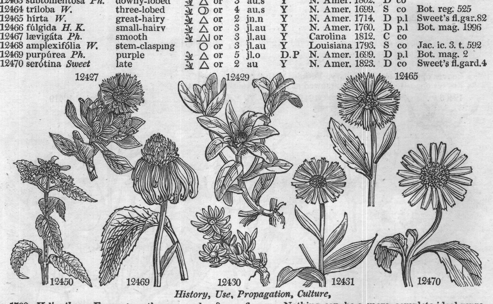 Montpel — from Encyclopedia of Plants (1910)