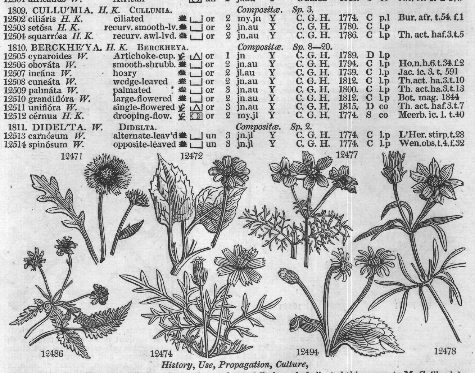 Montpel — from Encyclopedia of Plants (1910)
