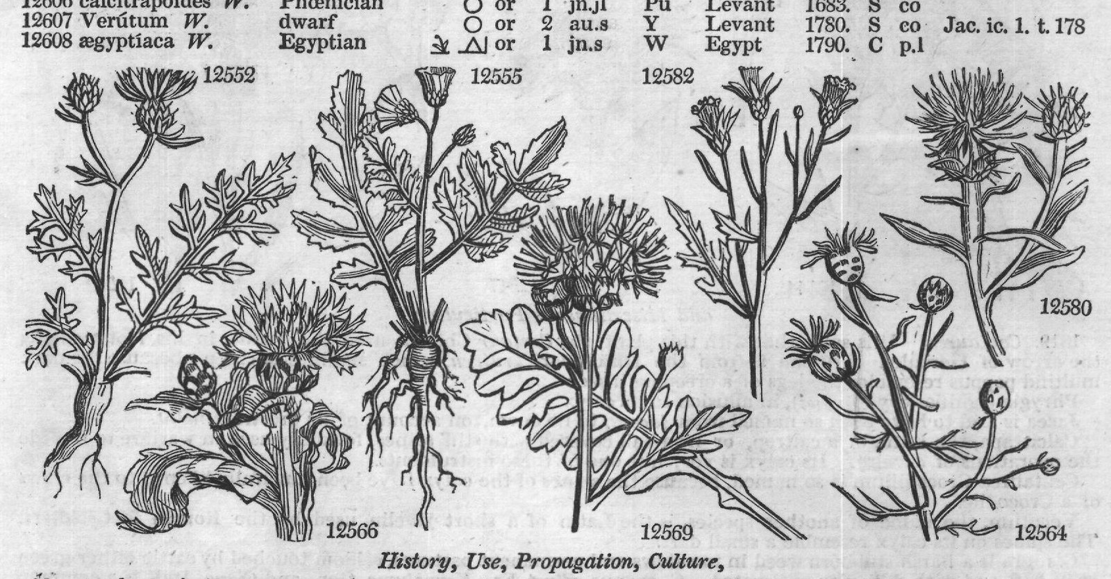Mor (S t f Jac vind t Barr ic t jl) — from Encyclopedia of Plants (1910)