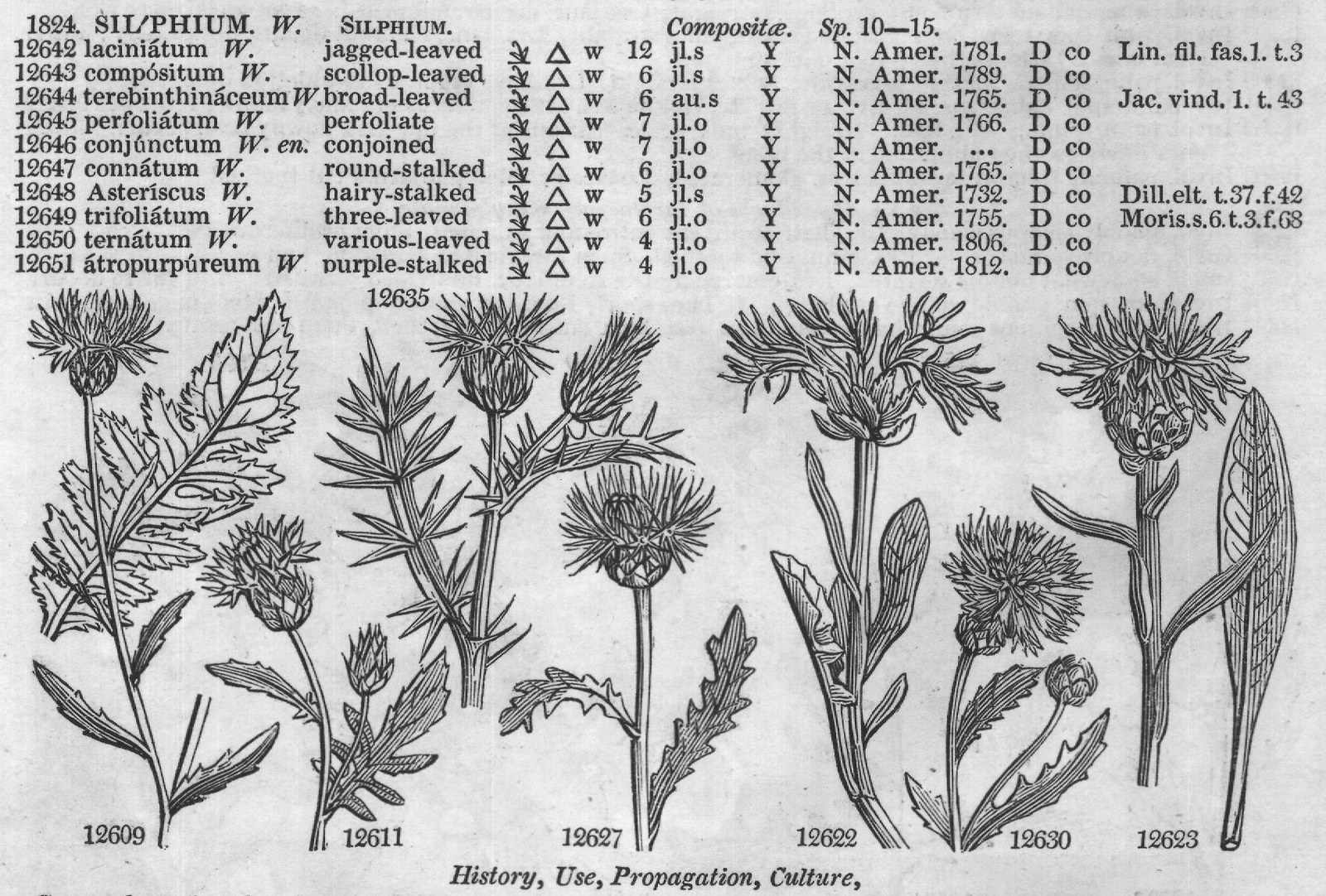 Mor (S t f Jac vind t Barr ic t jl) — from Encyclopedia of Plants (1910)