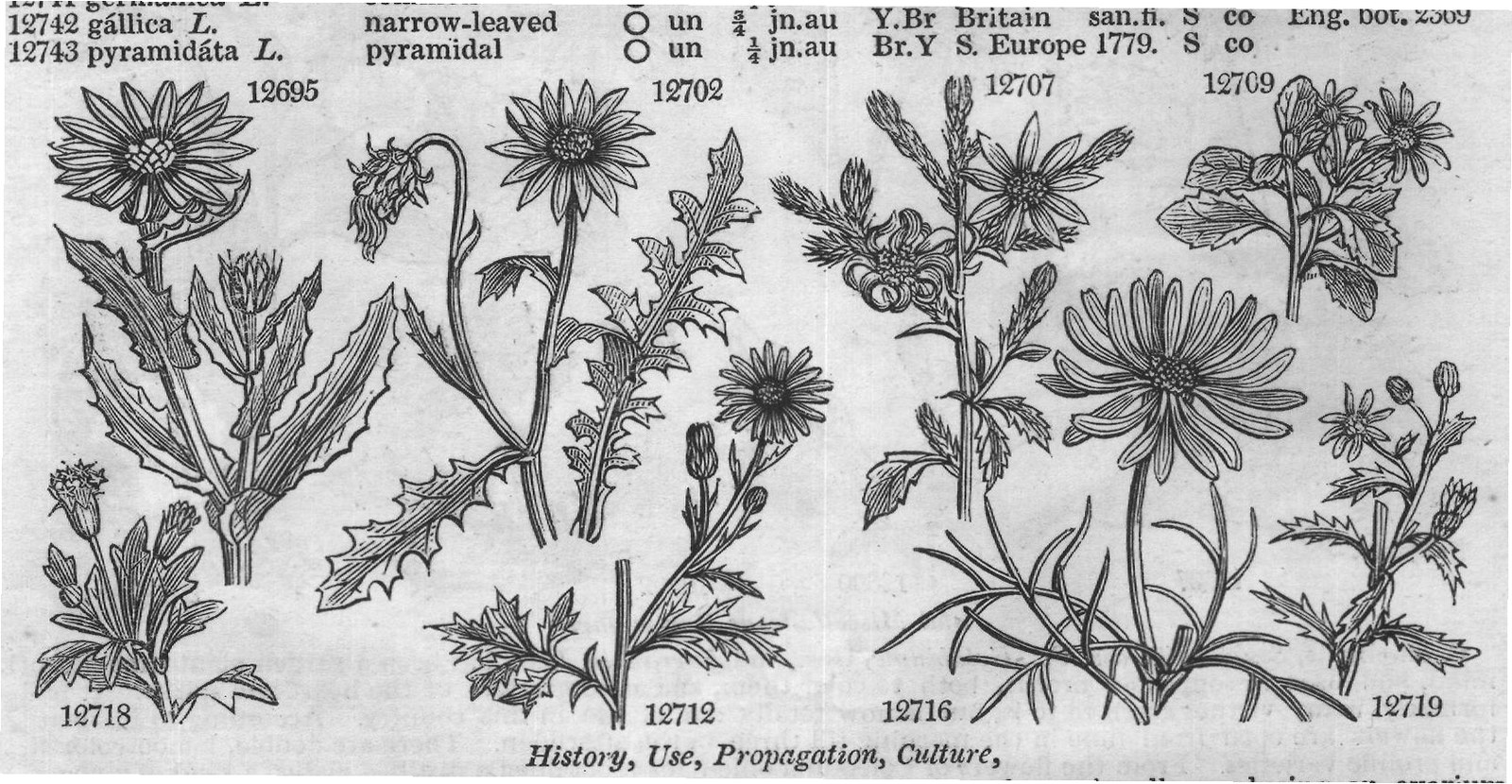 Mor (S t f Jac vind t Barr ic t jl) — from Encyclopedia of Plants (1910)