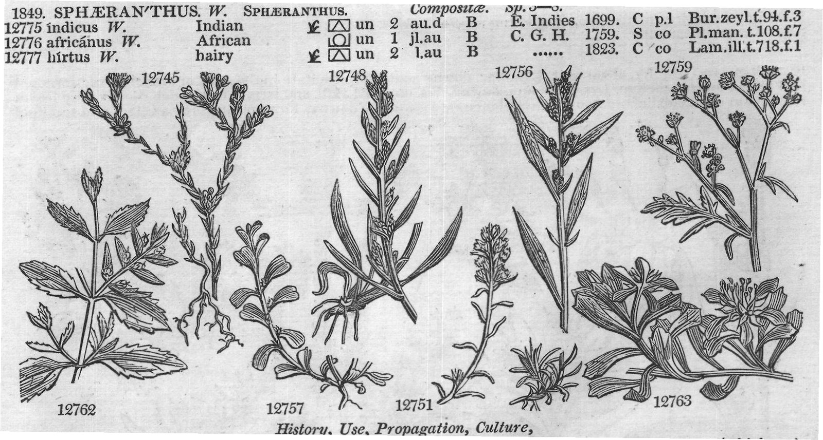 Mor (S t f Jac vind t Barr ic t jl) — from Encyclopedia of Plants (1910)