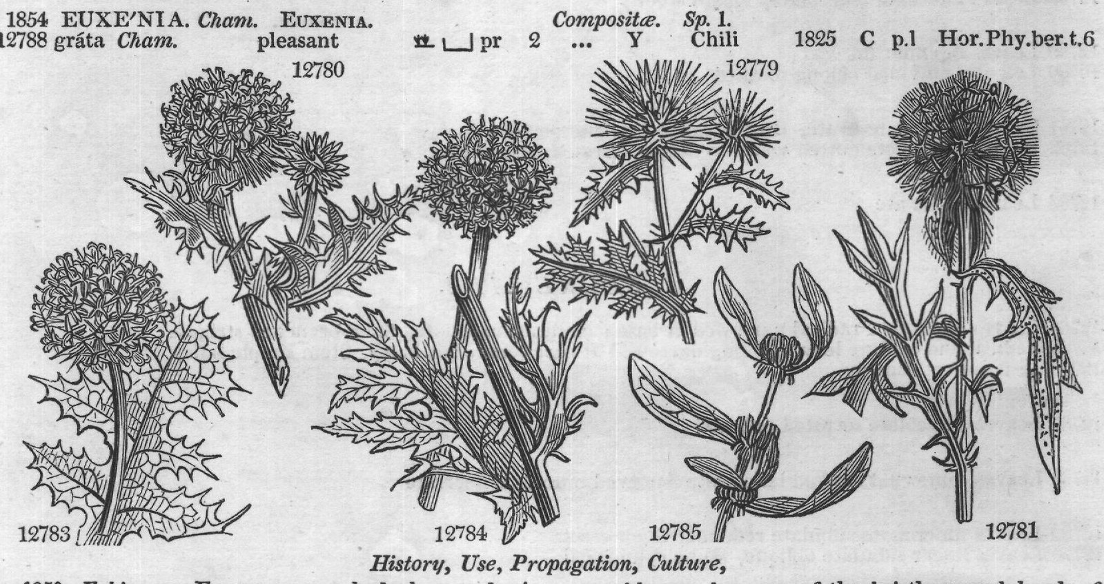 History, Use, Propagation, Culture,