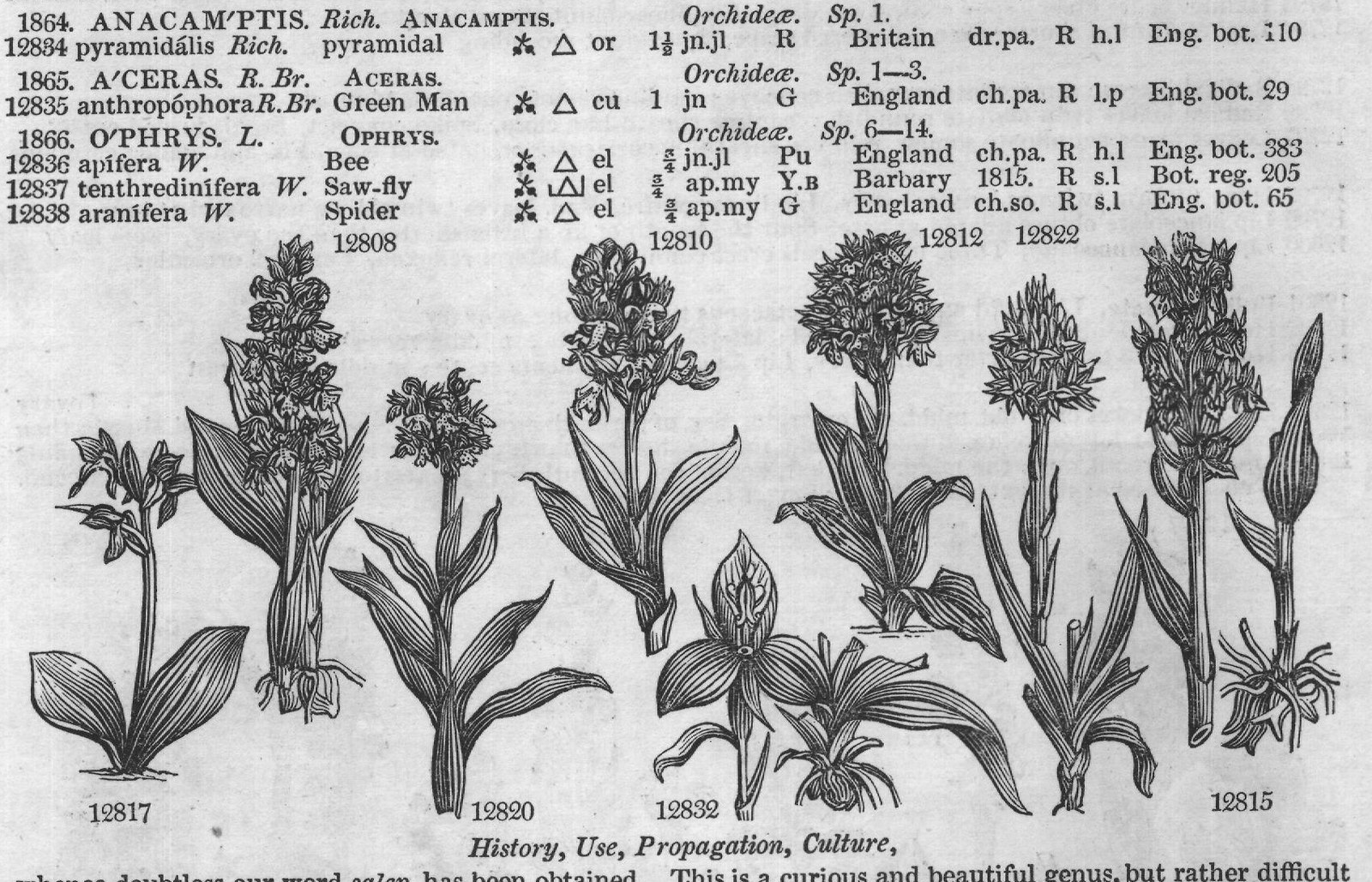 History, Use, Propagation, Culture,