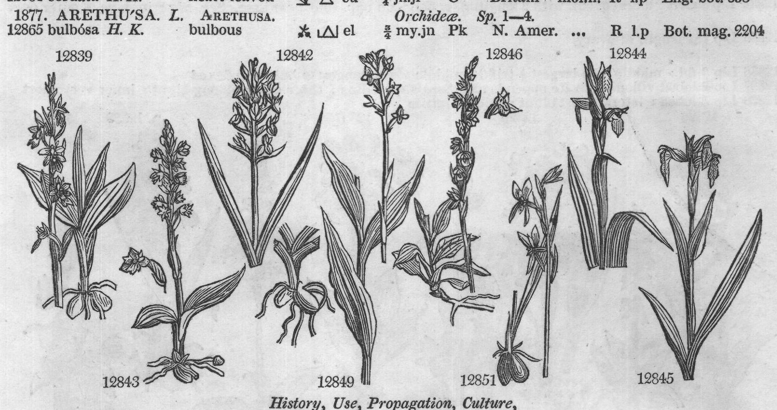 Mor (S t f Jac vind t Barr ic t jl) — from Encyclopedia of Plants (1910)