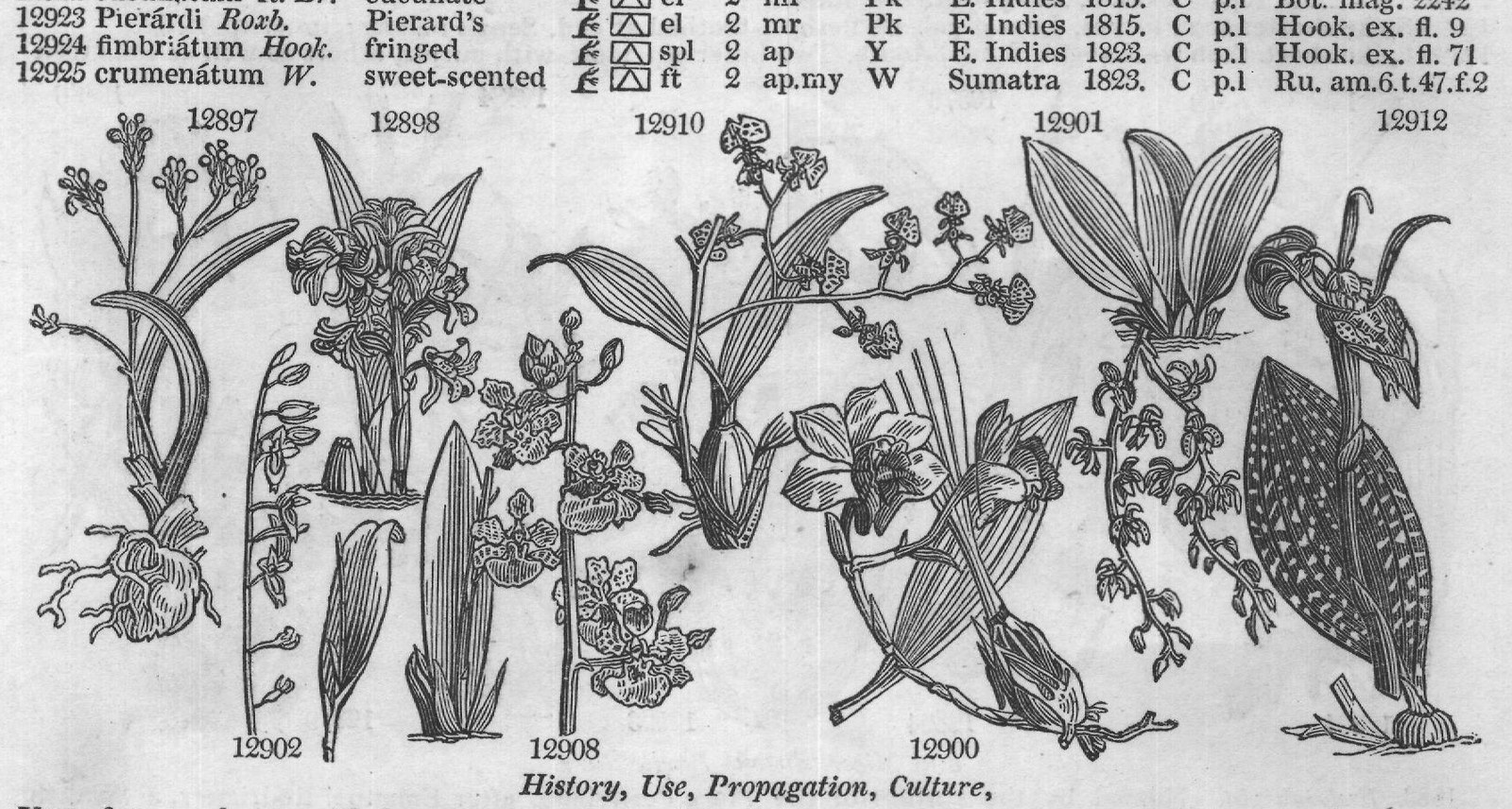 Orchideæ (Sp spl jn au Pu History Use) — from Encyclopedia of Plants (1910)