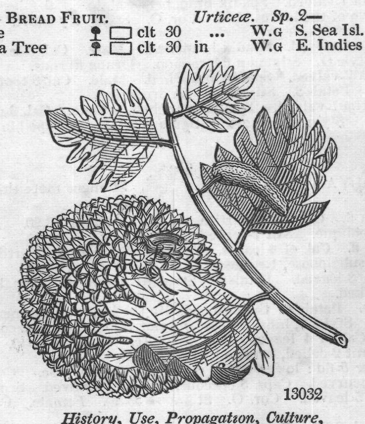 Cor O — from Encyclopedia of Plants (1910)