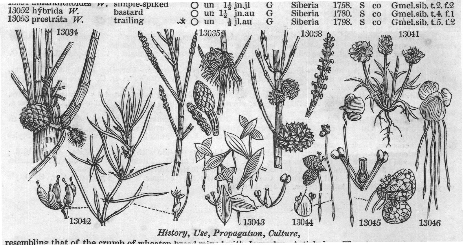Cor O — from Encyclopedia of Plants (1910)