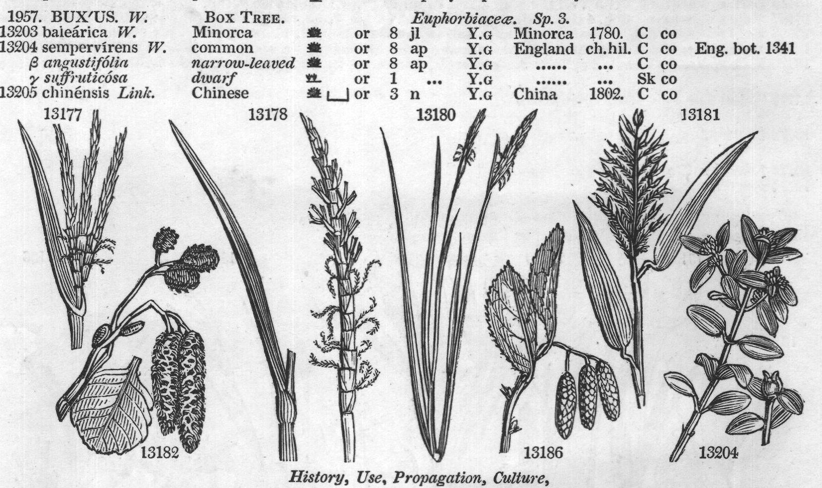 Euphorbiace (Sp un jn jl un au G G un jn jl) — from Encyclopedia of Plants (1910)
