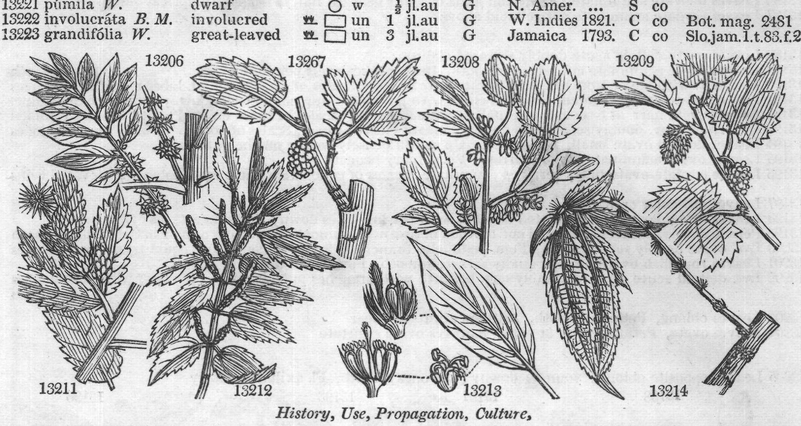 Euphorbiace — from Encyclopedia of Plants (1910)