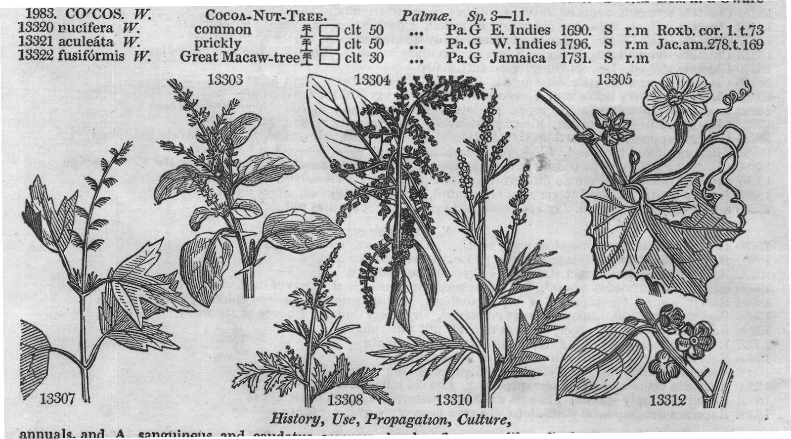 Euphorbiaceæ (Sp proc mbens W trailing pr mr) — from Encyclopedia of Plants (1910)