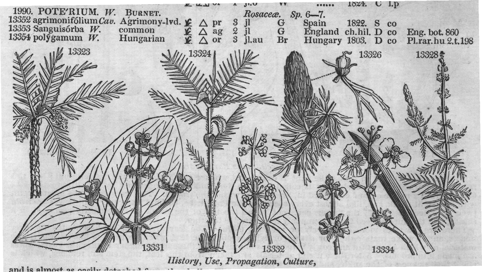 Euphorbiaceæ (II) — from Encyclopedia of Plants (1910)