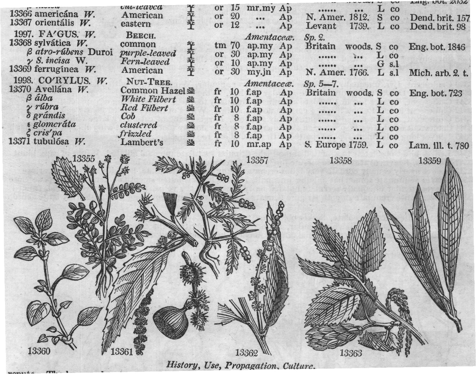Euphorbiaceæ (II) — from Encyclopedia of Plants (1910)
