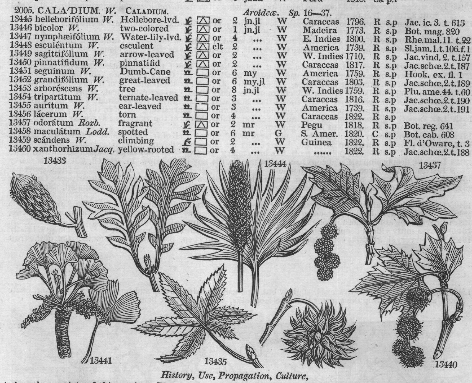 Euphorbiaceæ (II) — from Encyclopedia of Plants (1910)