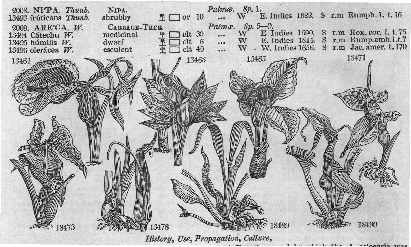 History, Use, Propagation, Culture,