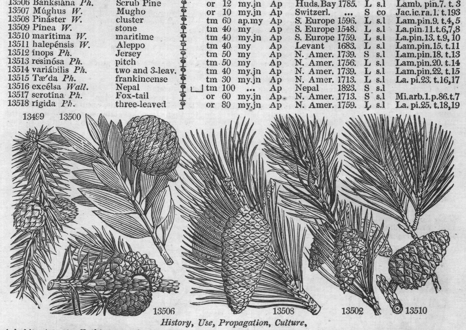 Euphorbiaceæ (II) — from Encyclopedia of Plants (1910)