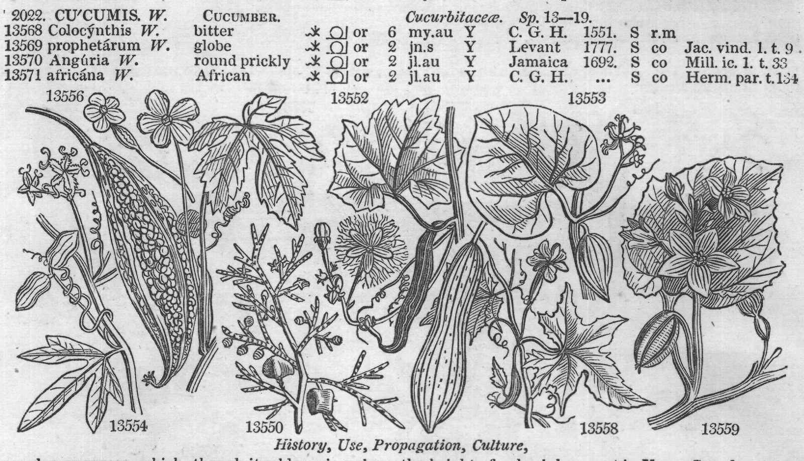 Coniferæ (Sp or my Ap N Amer L co Mi arb) — from Encyclopedia of Plants (1910)