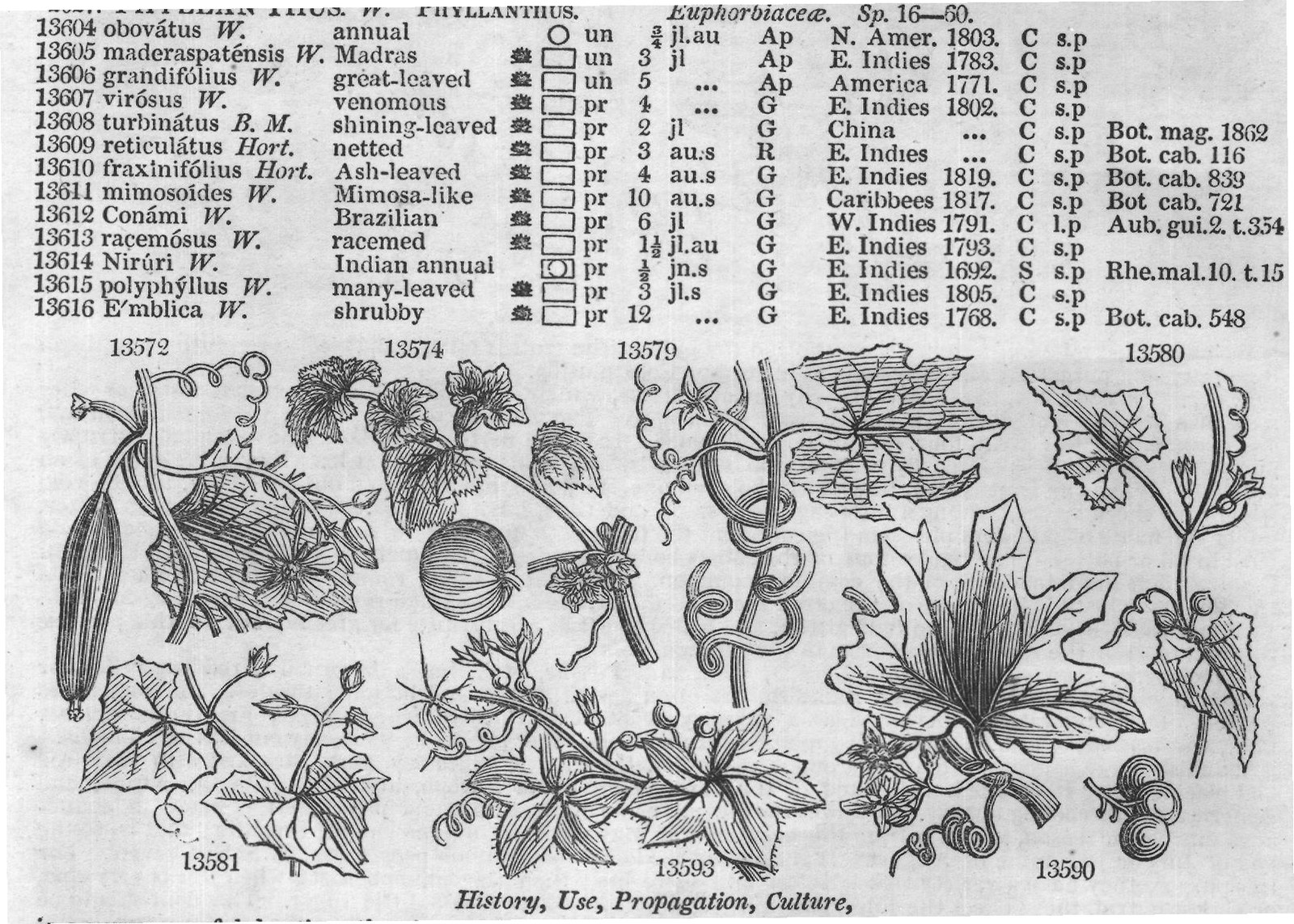 Euphorbiaceæ (Sp telephio des W annual W jl) — from Encyclopedia of Plants (1910)