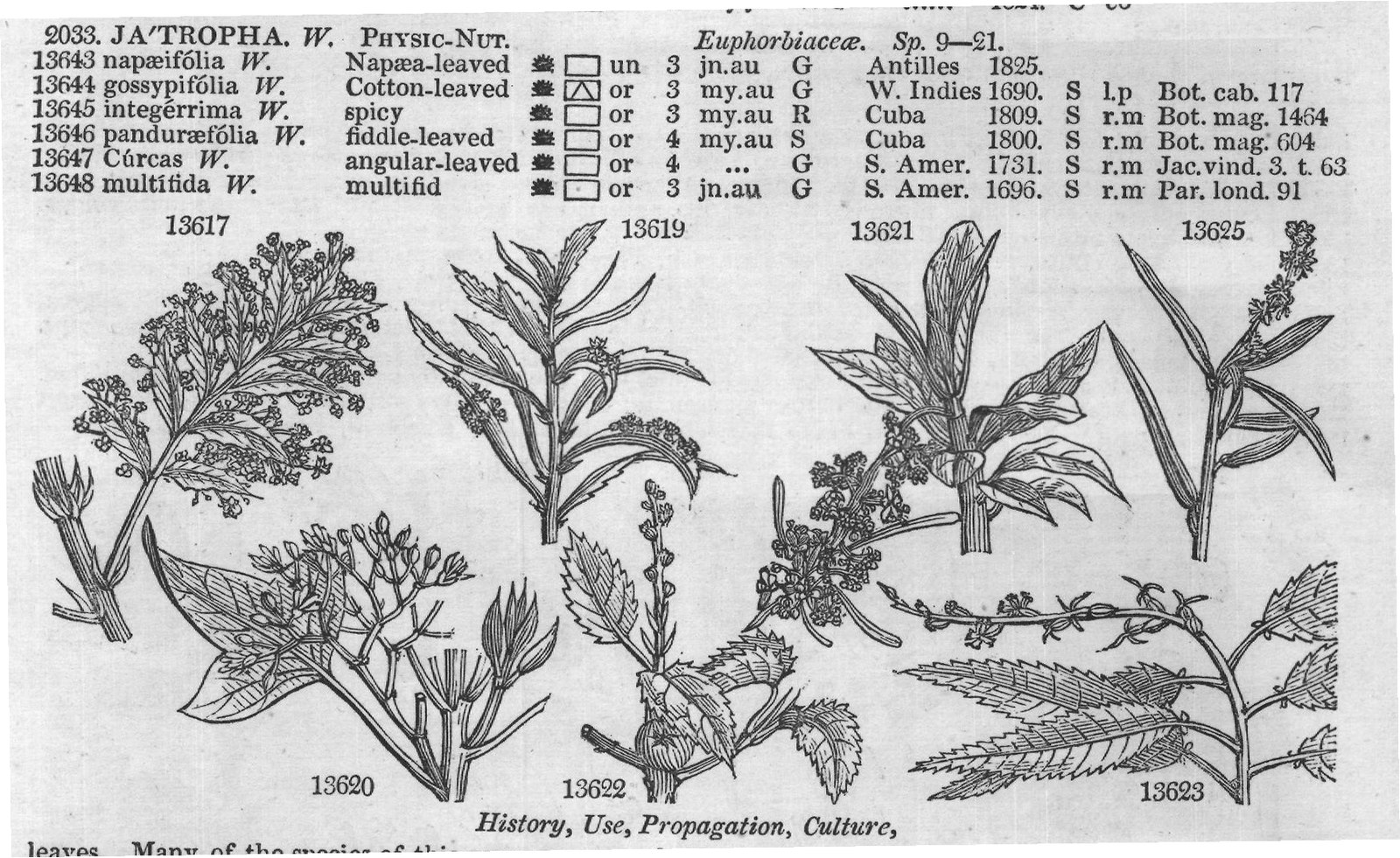Euphorbiaceæ (Sp Mancin lla W common p G) — from Encyclopedia of Plants (1910)
