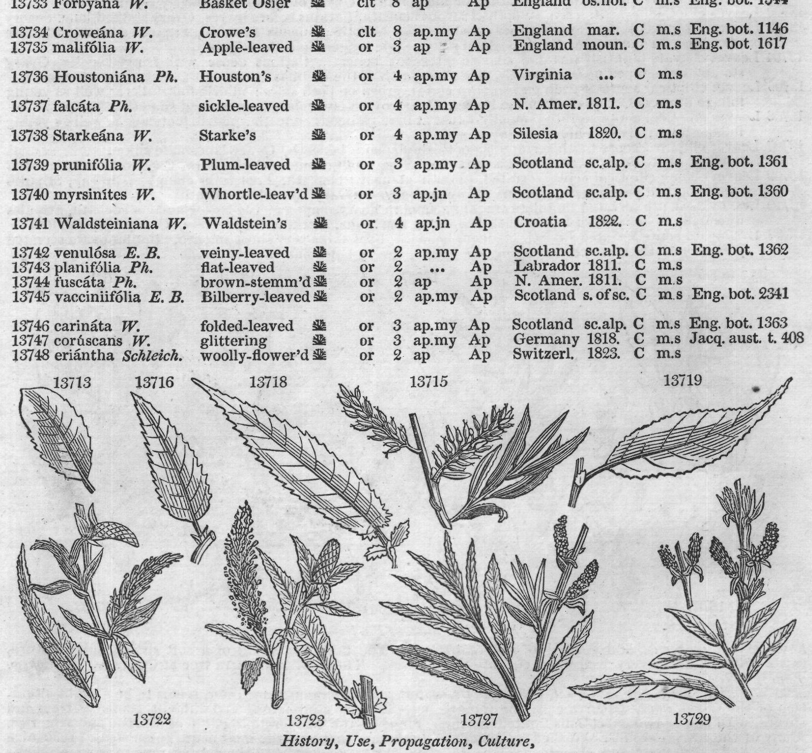 Female — from Encyclopedia of Plants (1910)