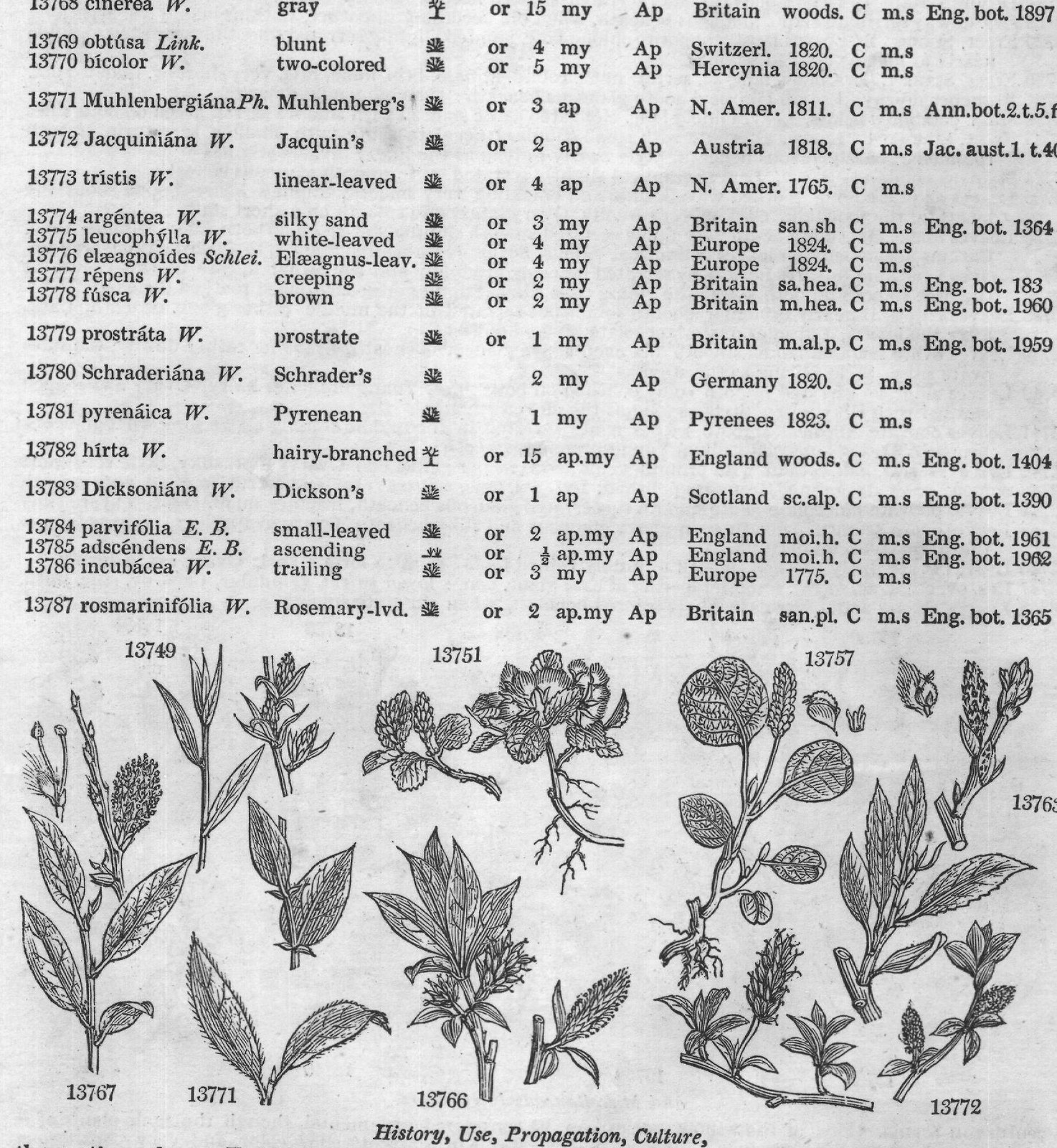 Stip — from Encyclopedia of Plants (1910)