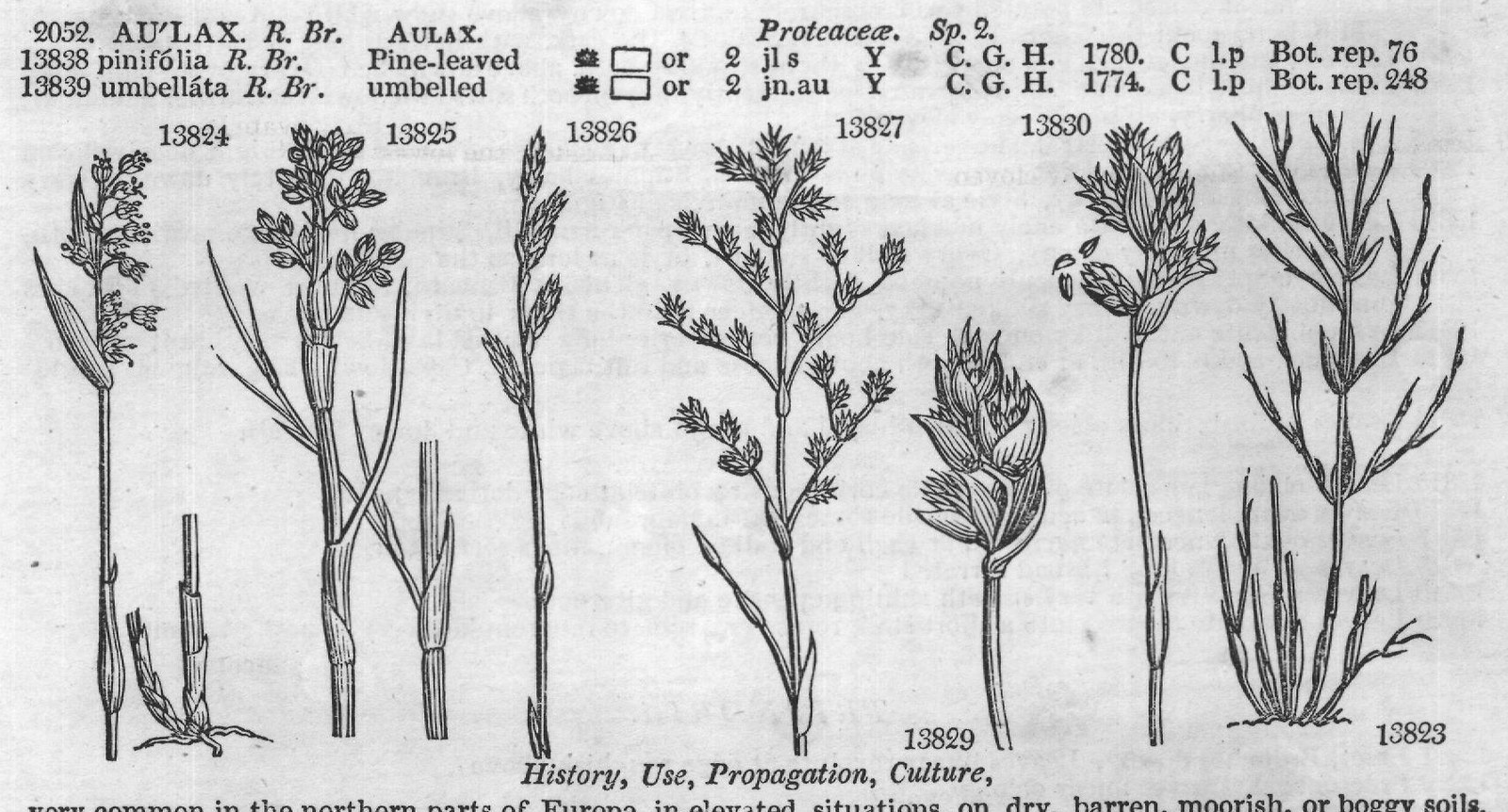 History, Use, Propagation, Culture,