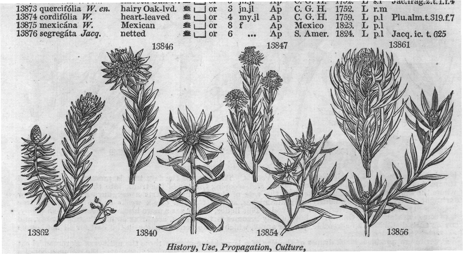 Switzerl (C m s Hercynia C m s N Amer C) — from Encyclopedia of Plants (1910)
