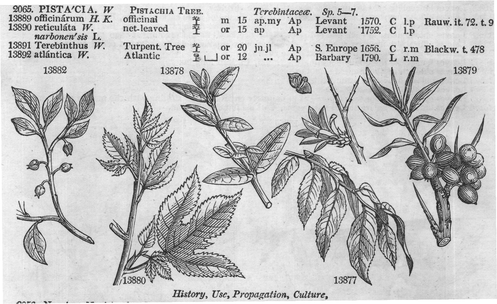Terebintaceæ (Sp jn jl G w Abyssinia C p l) — from Encyclopedia of Plants (1910)