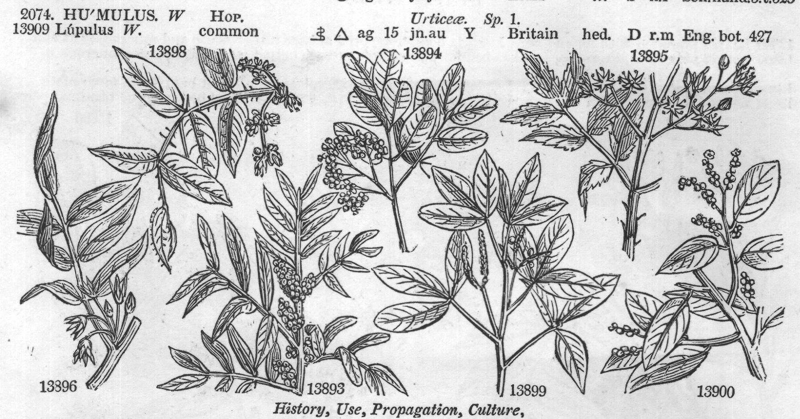 Umbellifere – Urticeæ — from Encyclopedia of Plants (1910)