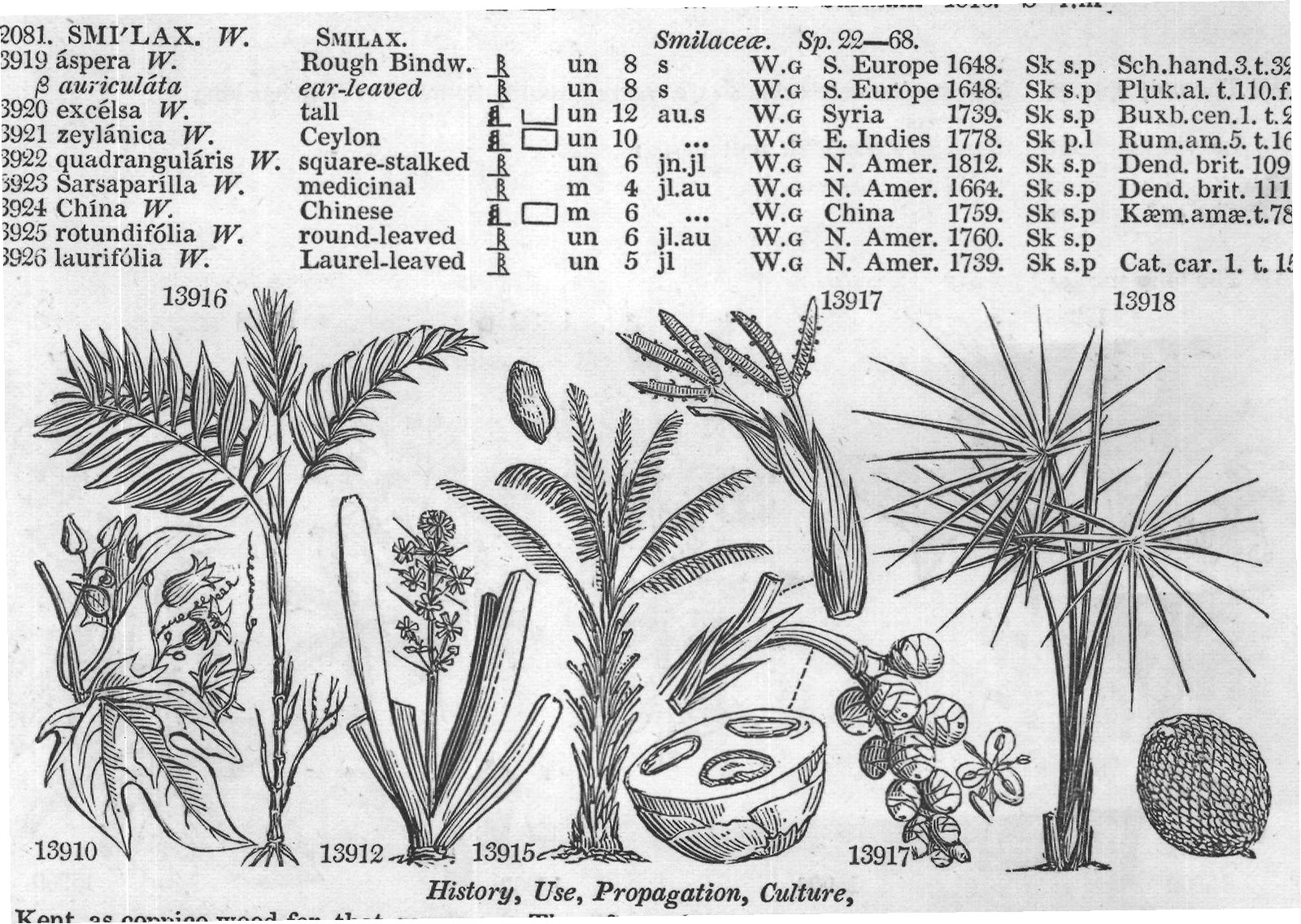 Passiflorea — from Encyclopedia of Plants (1910)