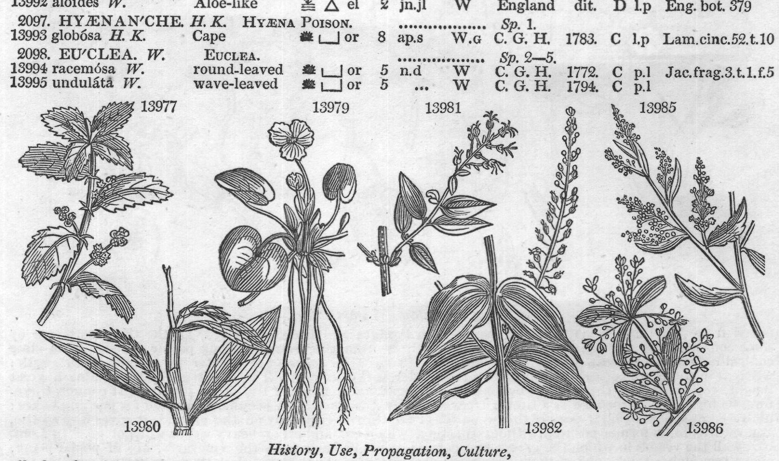 Passiflorea — from Encyclopedia of Plants (1910)