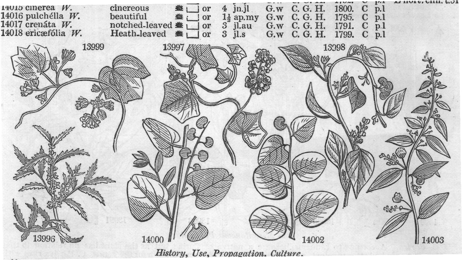 Passiflorea — from Encyclopedia of Plants (1910)