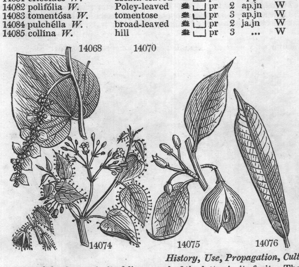 History, Use, Propagation, Culture,