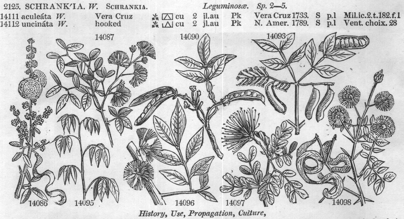 Dec (Legum t Dec leg tt SCHRANKIA) — from Encyclopedia of Plants (1910)