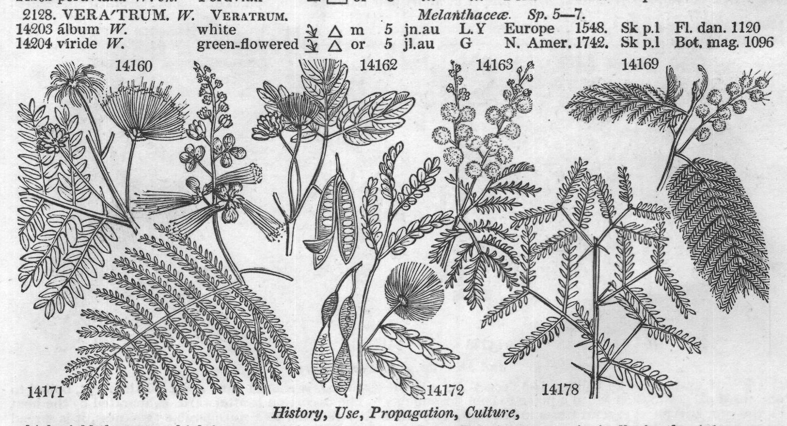 History, Use, Propagation, Culture,