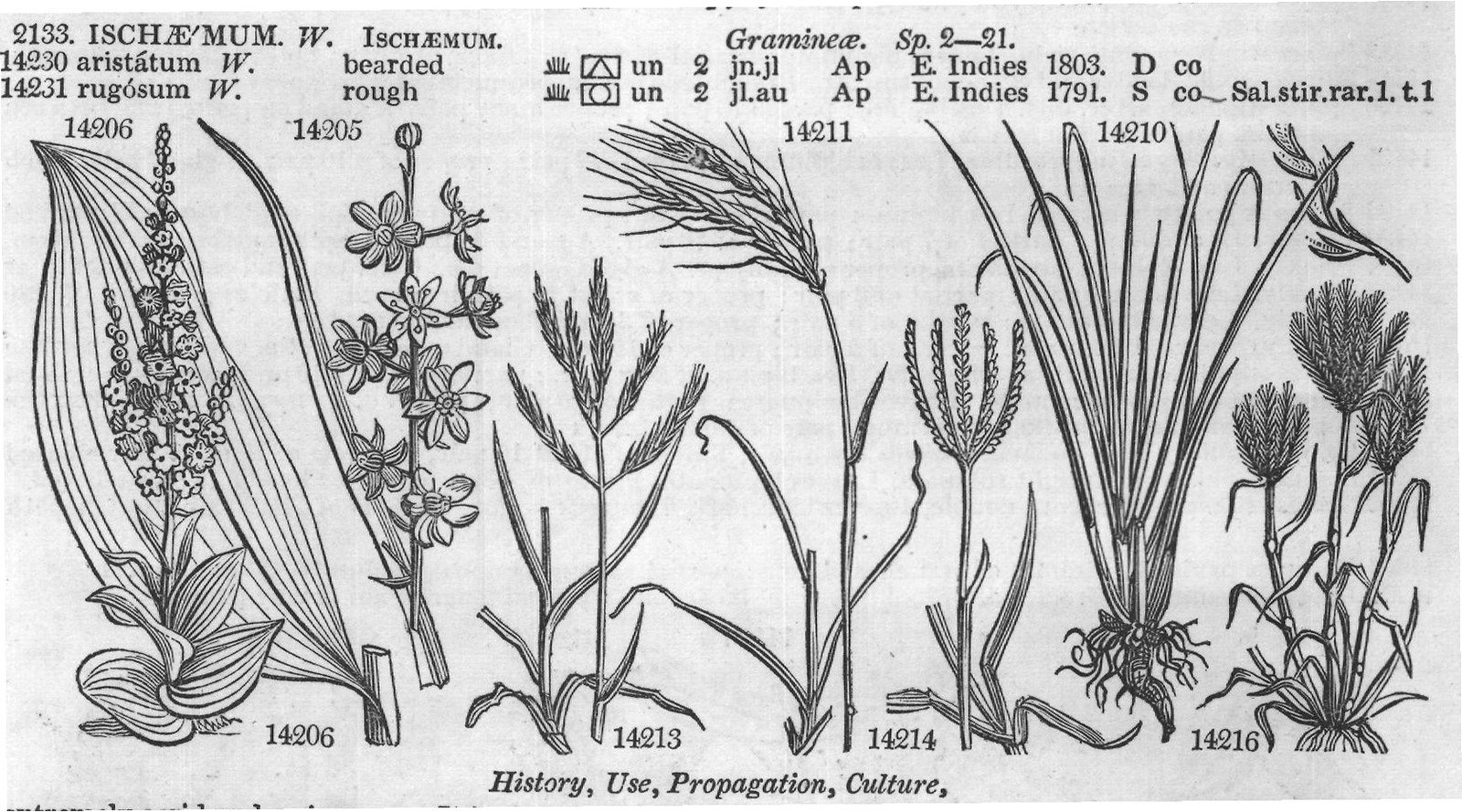 Dec (Legum t Dec leg tt SCHRANKIA) — from Encyclopedia of Plants (1910)
